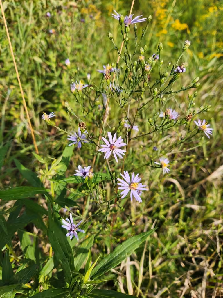 Aster ciliolé, En boutons