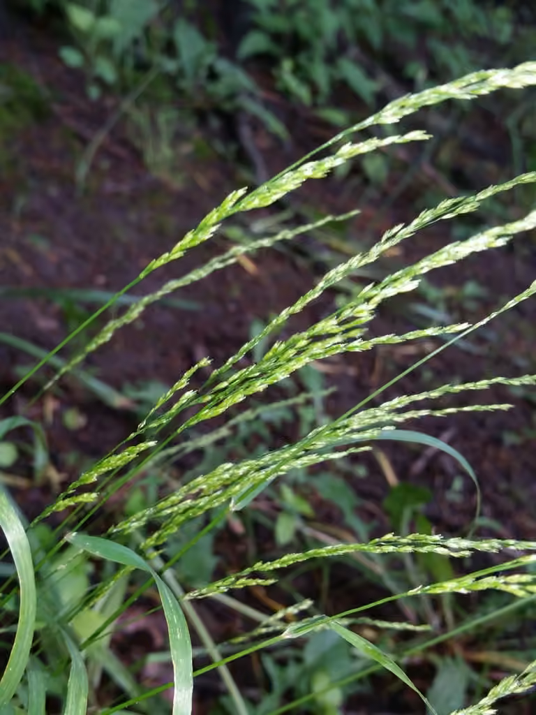 Intermediate Eaton's grass, photo 3 of 5
