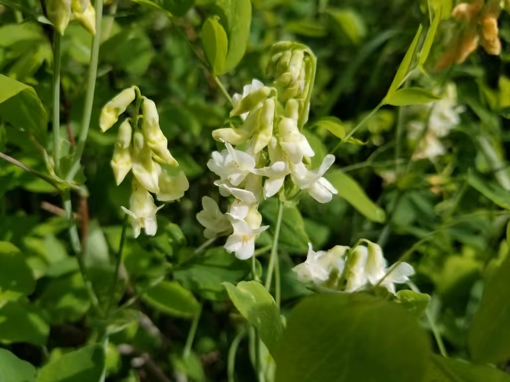 Gesse jaunâtre, En fleurs