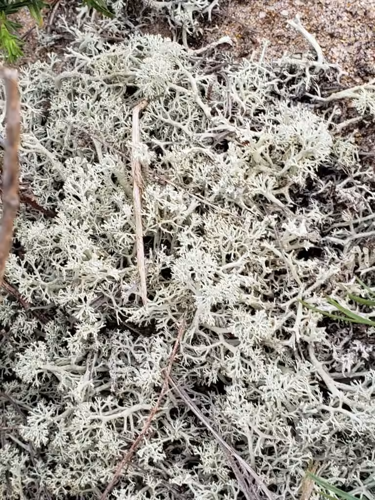Cladonie des dunes, photo 2 sur 5
