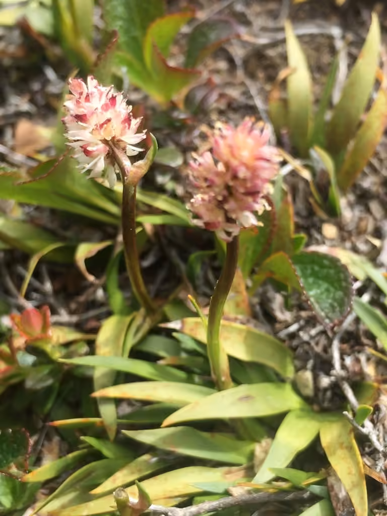 Northern false-asphodel, photo 3 of 5