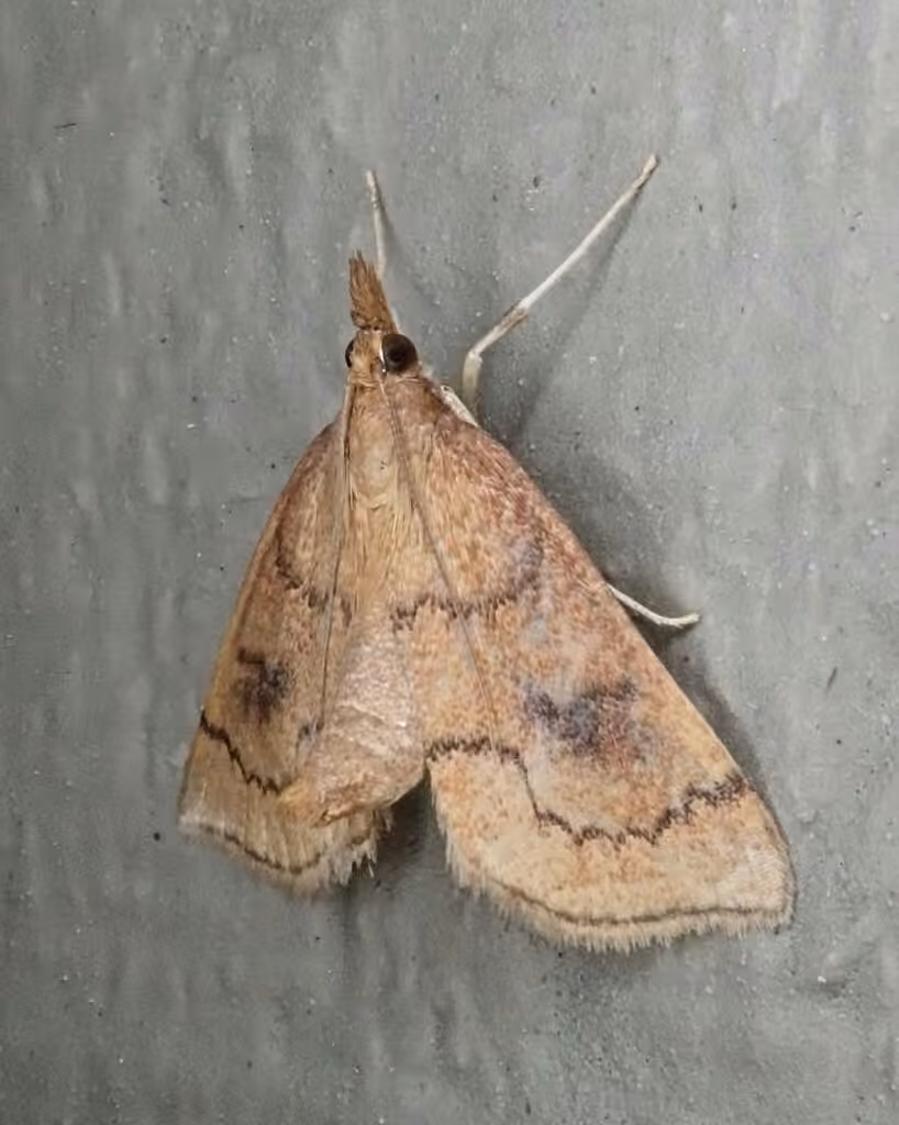 Mint Root Borer Moth, Adulte