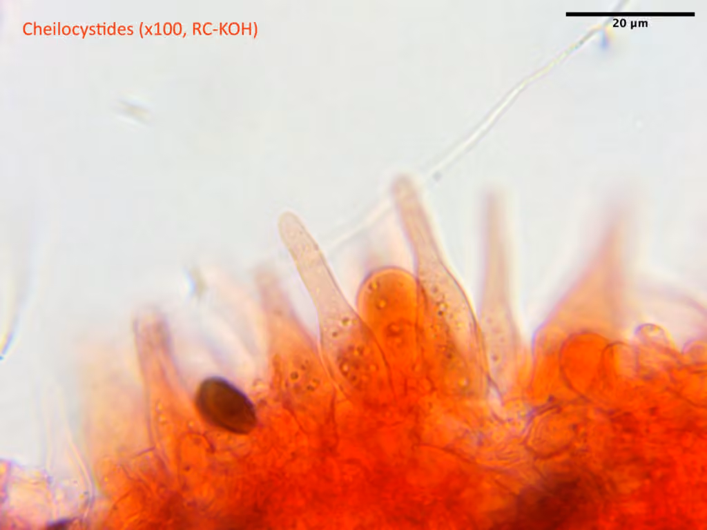 Psathyrella sublatispora, photo 2 sur 5