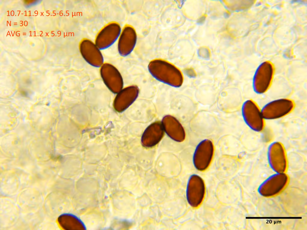 Psathyrella sublatispora, photo 3 sur 5
