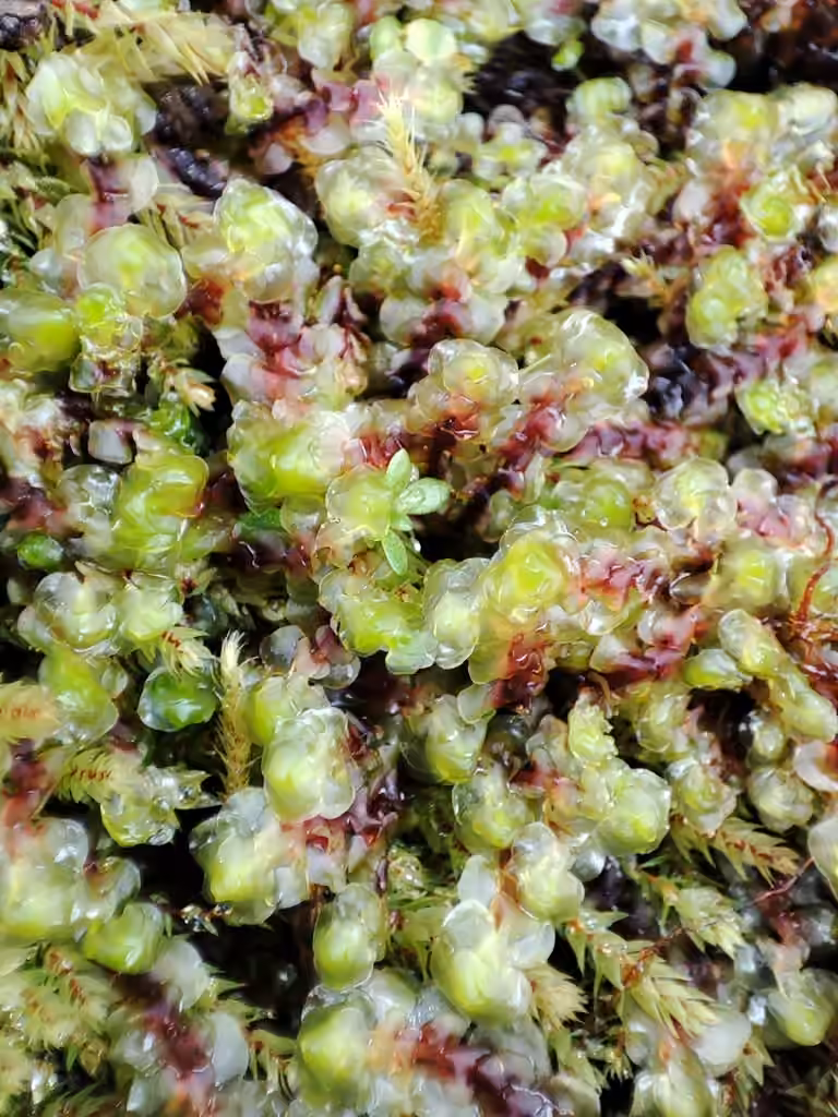 Floppy Earwort, photo 3 of 5