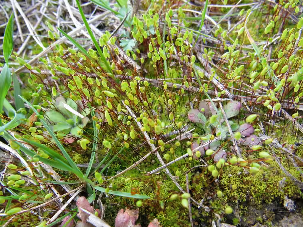 Bryum pâlissant, photo 2 sur 5