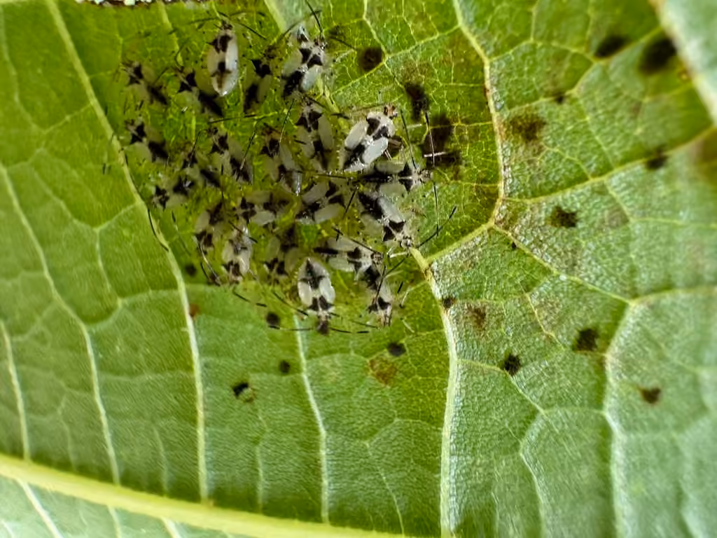 Basswood Lace Bug, Nymph