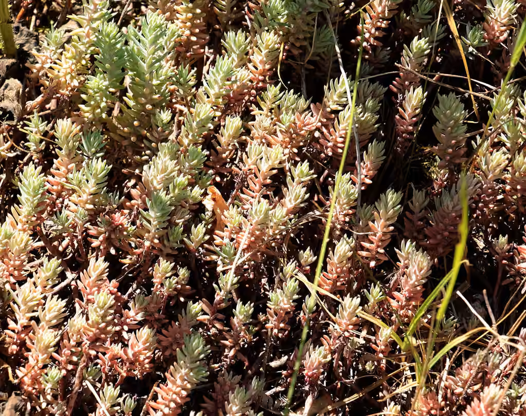 Petrosedum orientale, photo 1 of 5