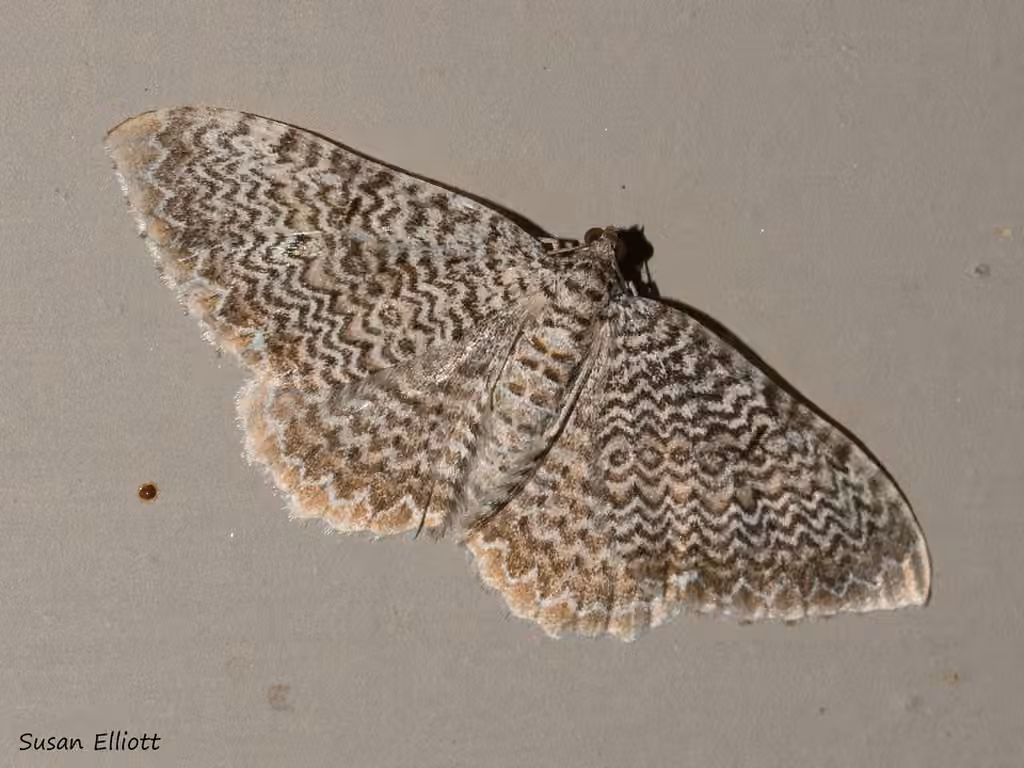 scallop shell moth