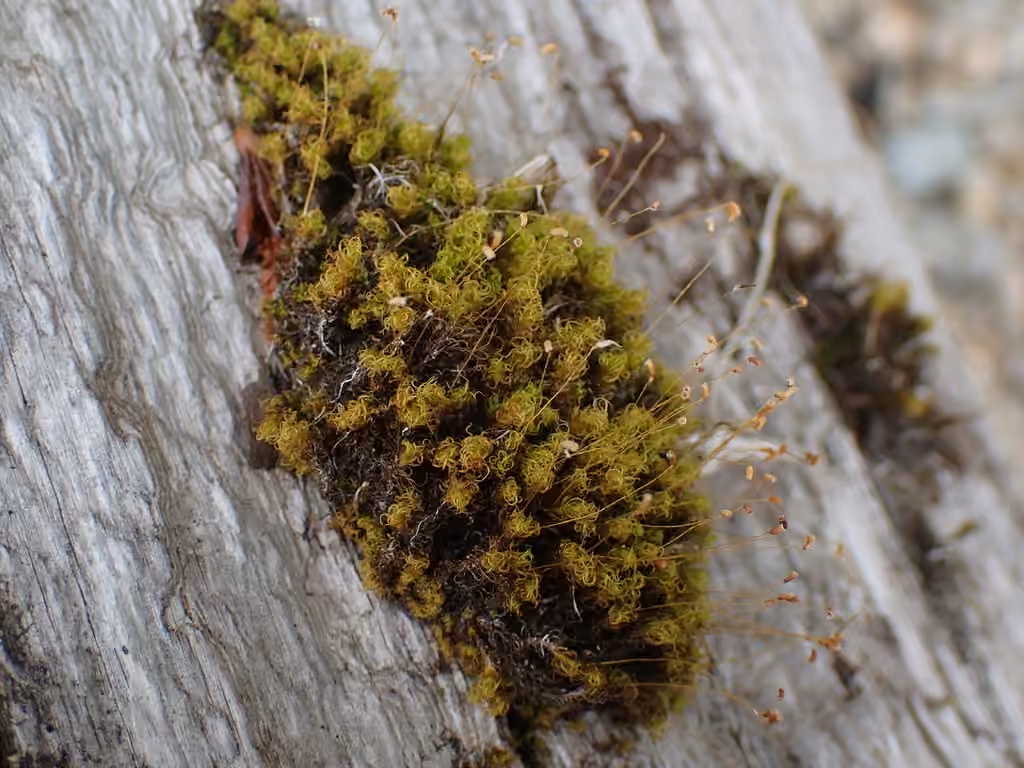 Oncophore pomme-d Adam, photo 3 sur 5