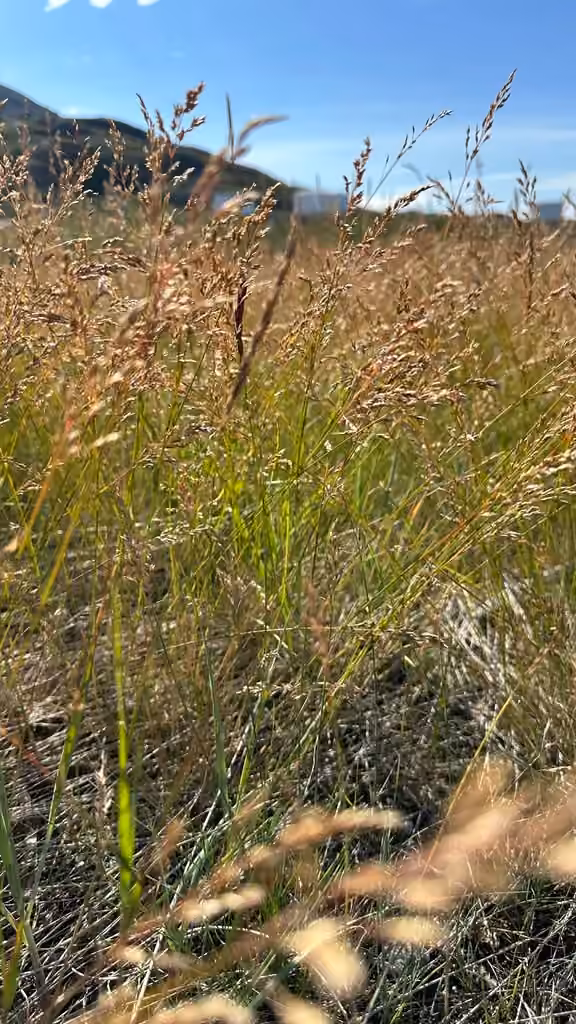 Agrostide scabre, En fleurs