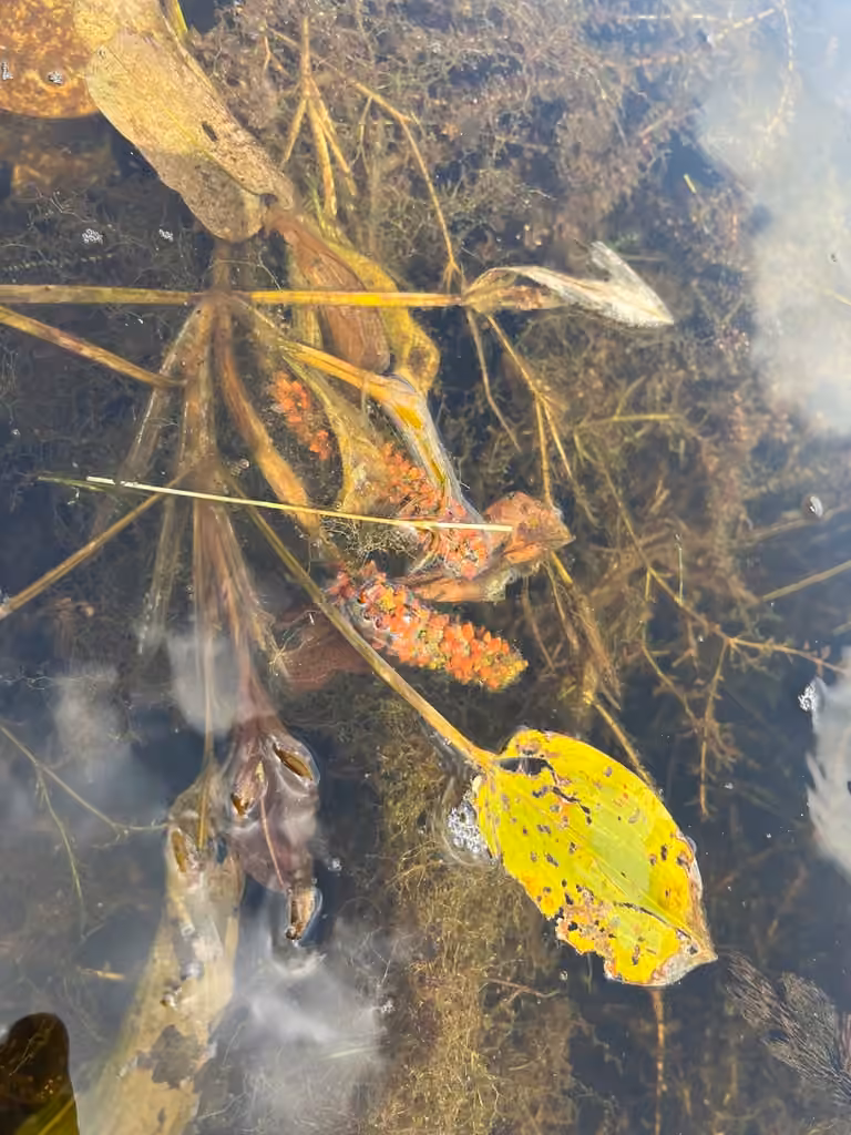 Large-leaf pondweed, In fruit