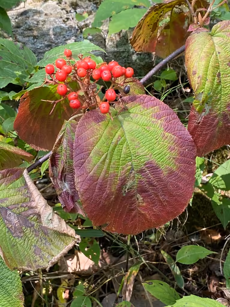 Viorne bois-d'orignal, Feuillage coloré