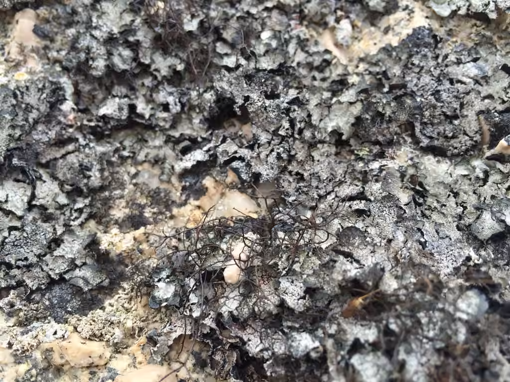 Bryocaulon lichen, photo 3 of 5