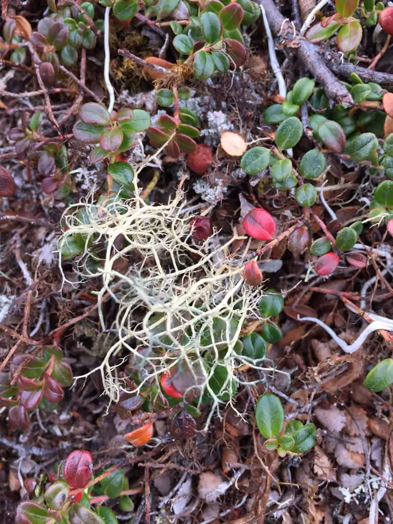Alpine Sulphur-tresses, photo 2 of 5