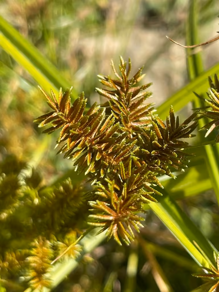 Souchet à racines rouges, En fleurs