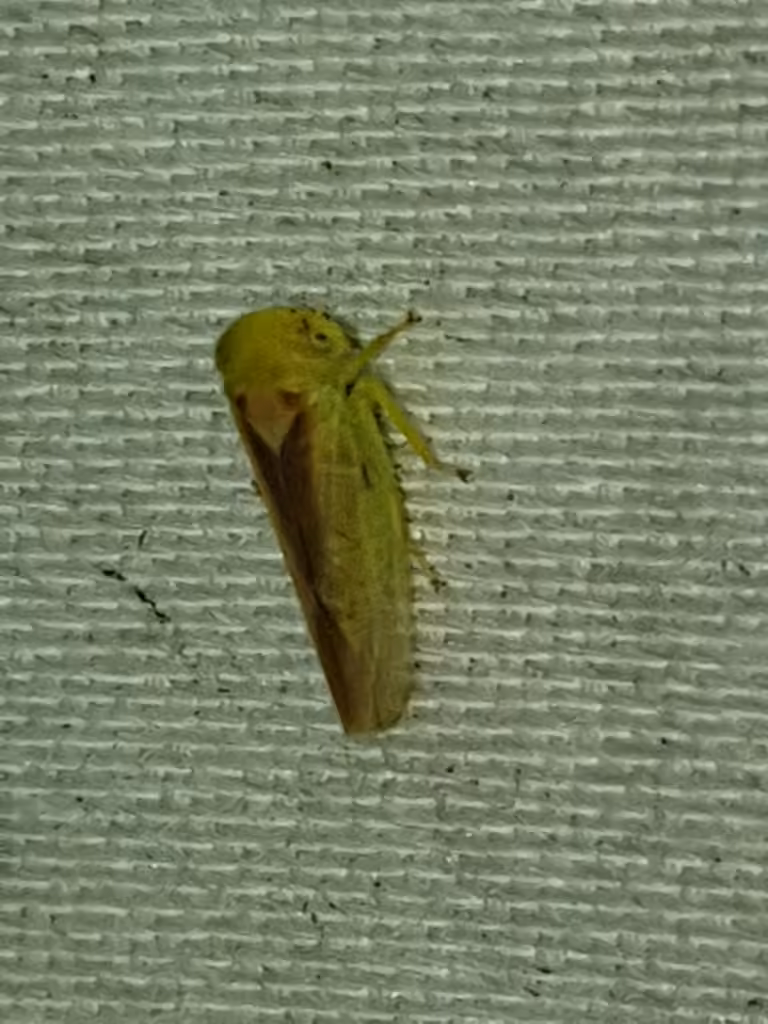 Populicerus suturalis, Adulte