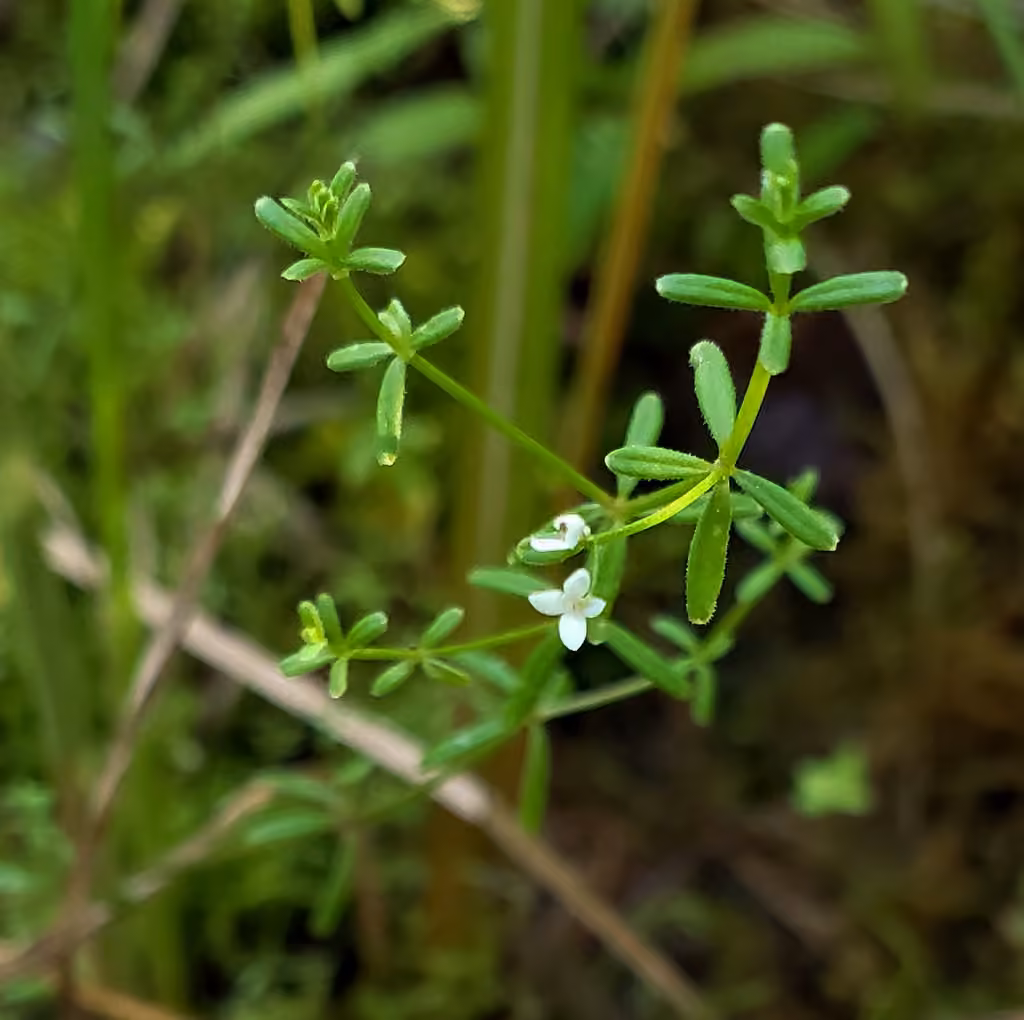 Northern bog bedstraw, In flower