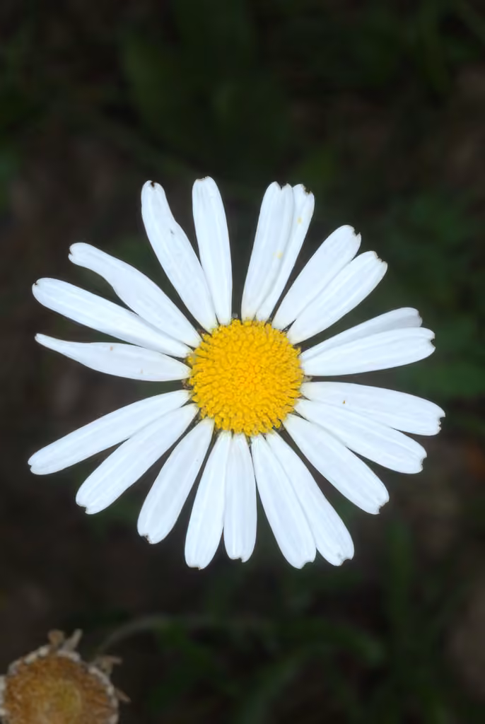 Marguerite blanche, En fleurs