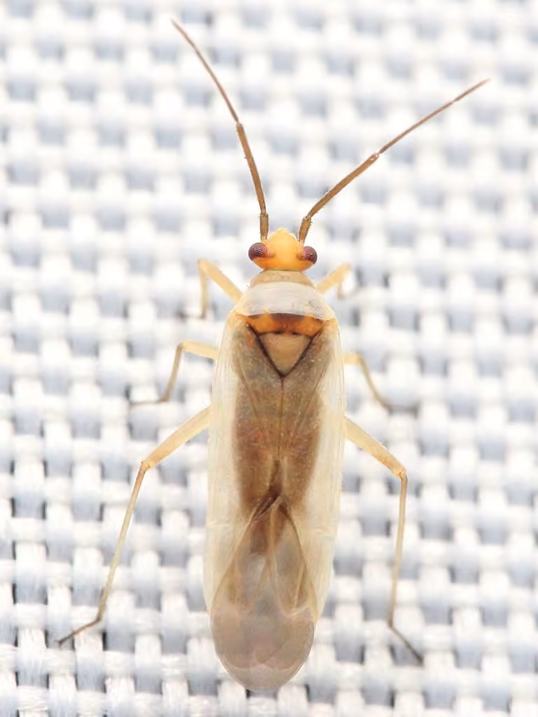 Plant bug, Adulte