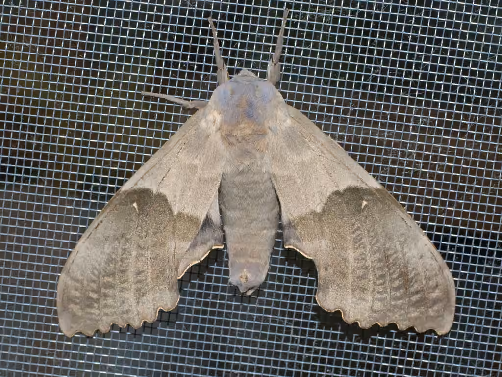 Sphinx du peuplier