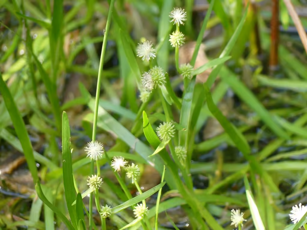 Small bur-reed, In flower