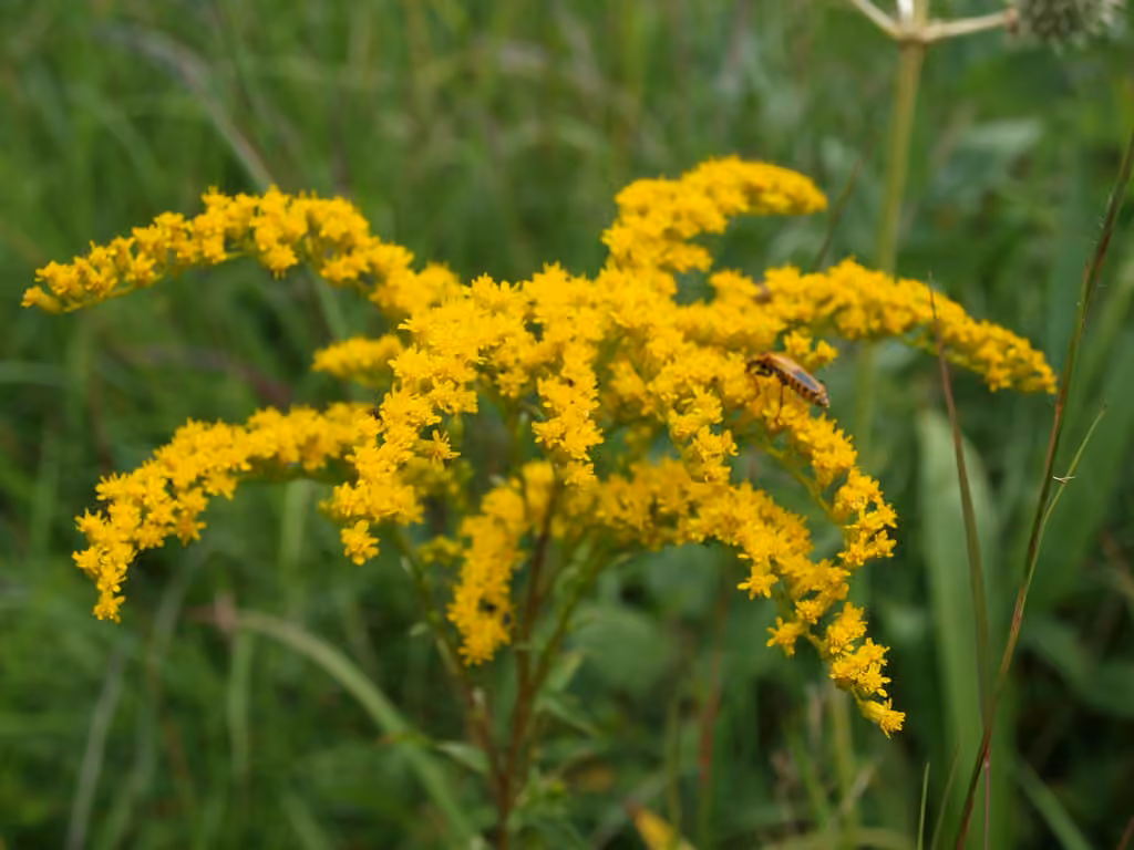 Verge d'or jonciforme, photo 1 sur 5