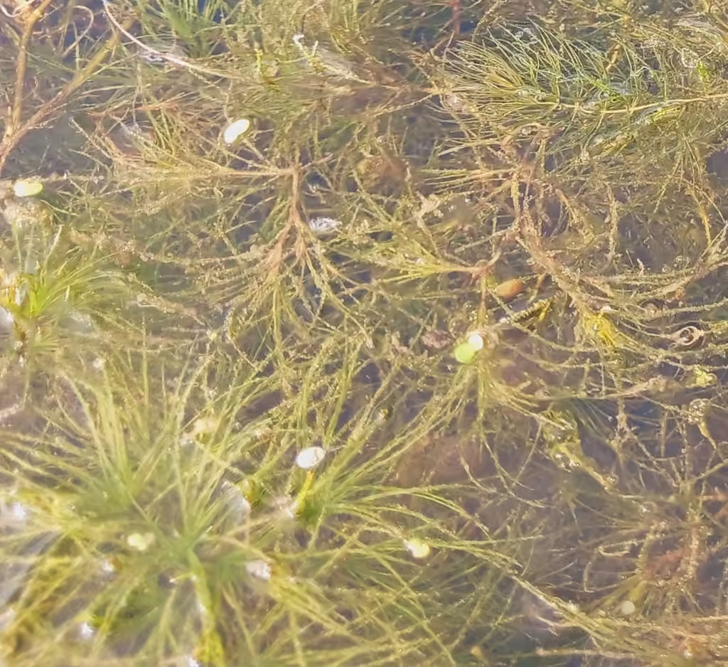 Brittle waternymph, In flower