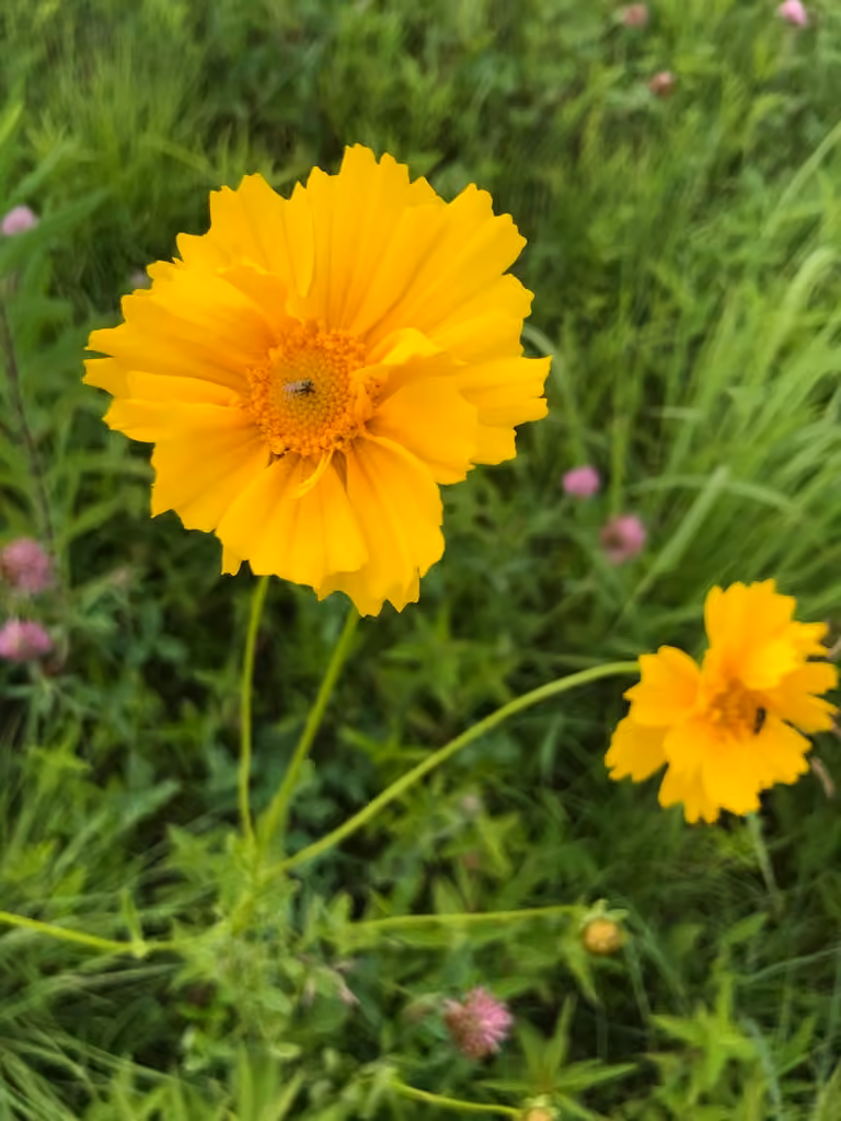 Lanceleaf tickseed