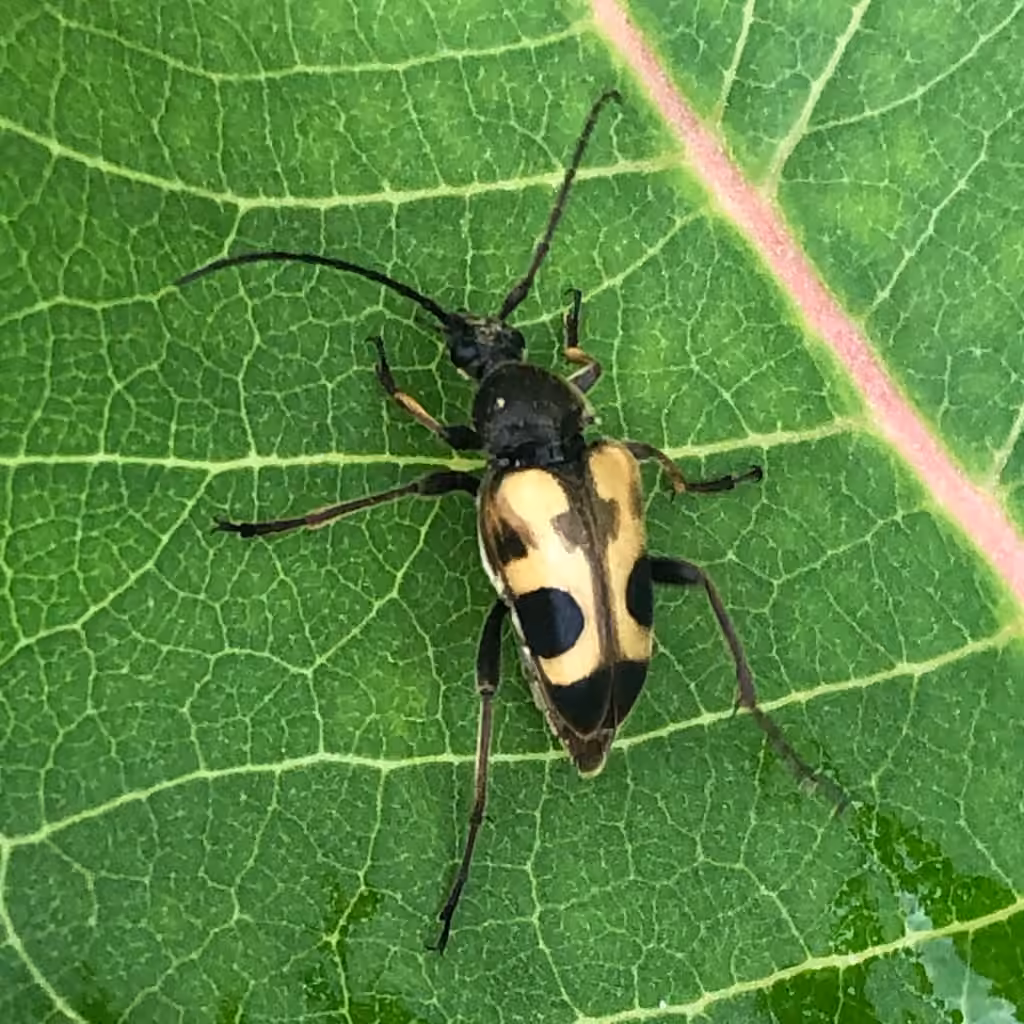Chestnut Longhorn Beetle, photo 3 of 5