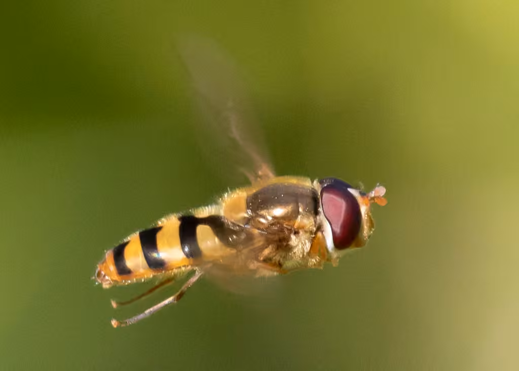 Syrphe à bouche jaune, photo 3 sur 5