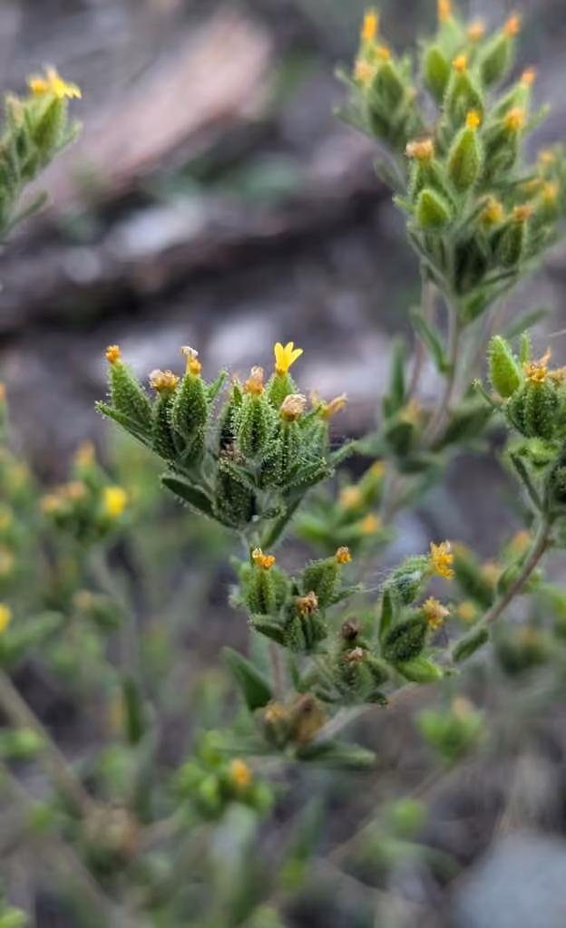 Mountain tarweed