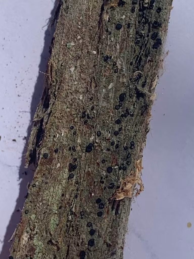 Greenish Old-wood Lichen, photo 3 of 5