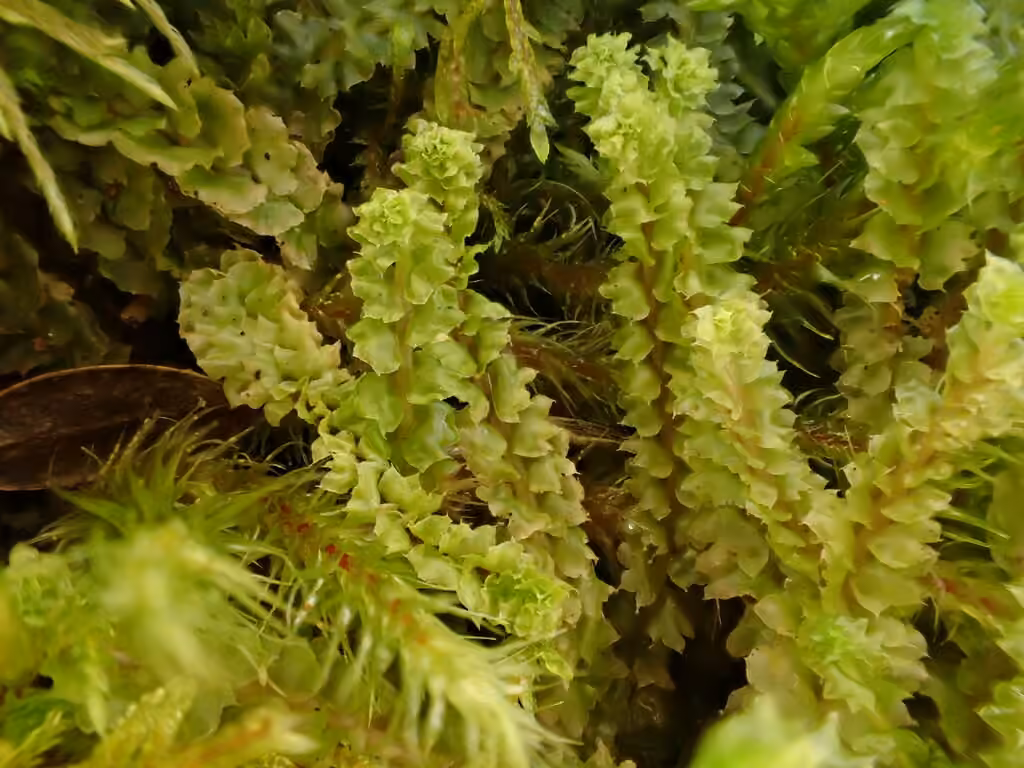 Greater Pawwort, photo 3 of 5
