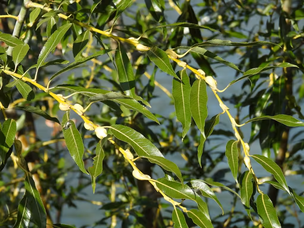 Saule faux-daphné, photo 2 sur 5