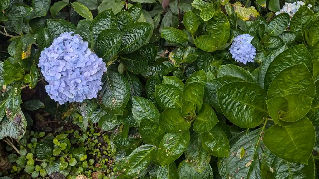 Hortensia à grandes feuilles, En fleurs