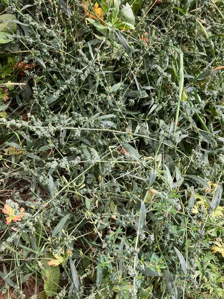 Spear saltbush, In flower