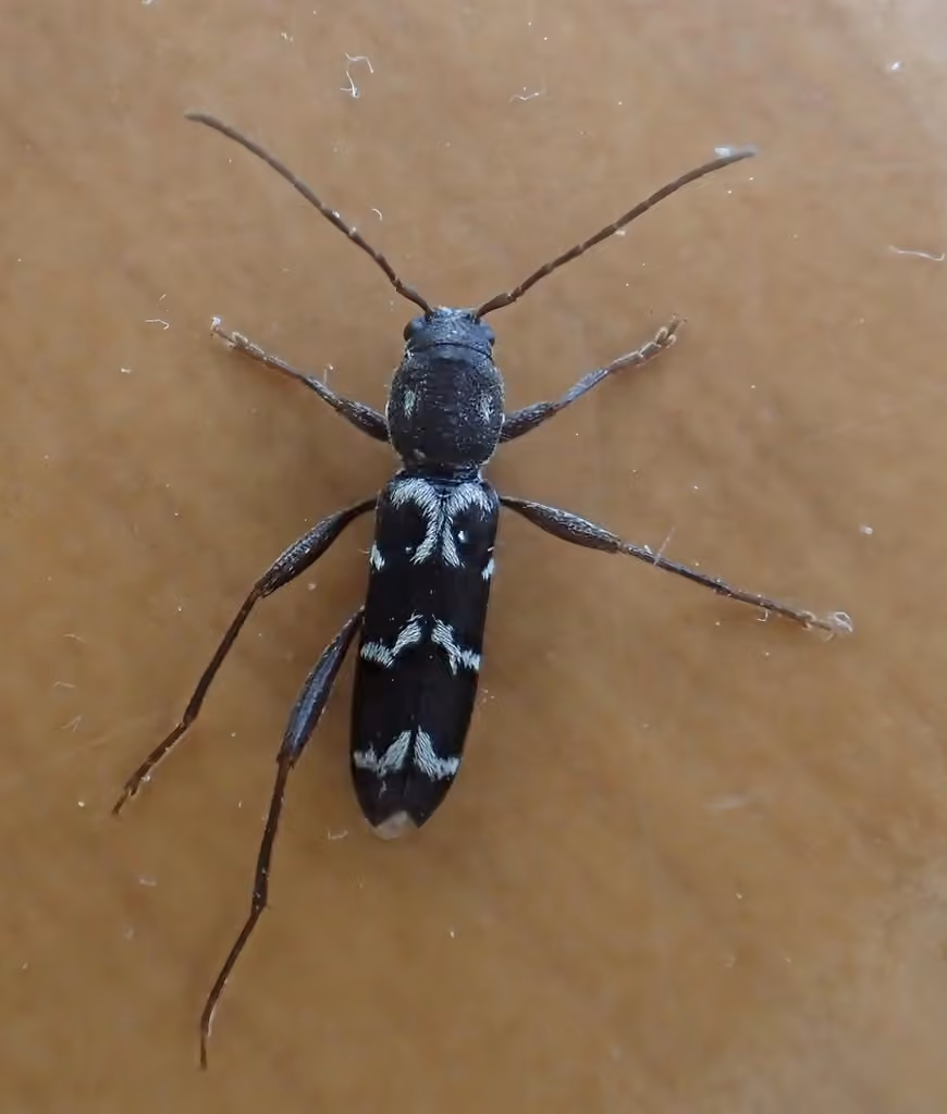 Neoclytus muricatulus, Adulte