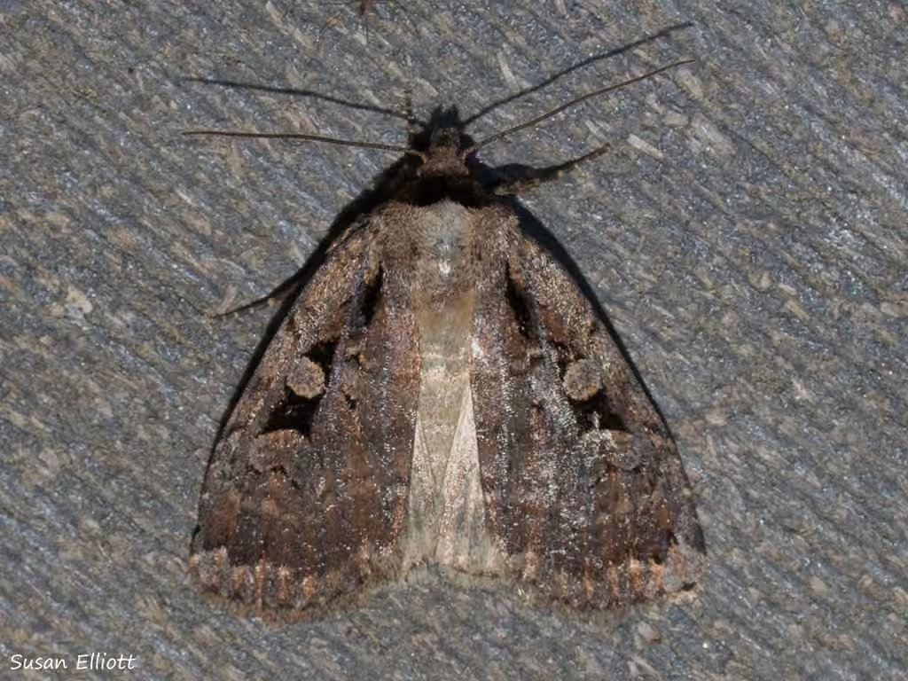 Two-spotted Dart, photo 3 sur 5