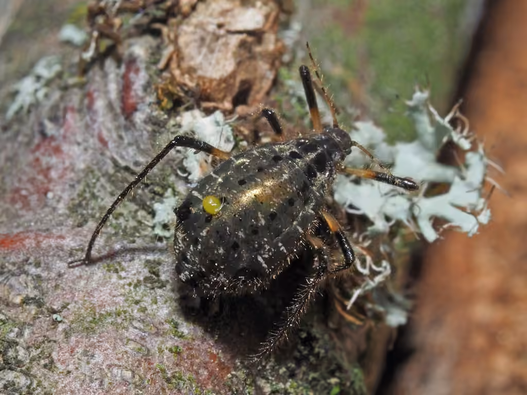 Black-stem Aphid, Femelle