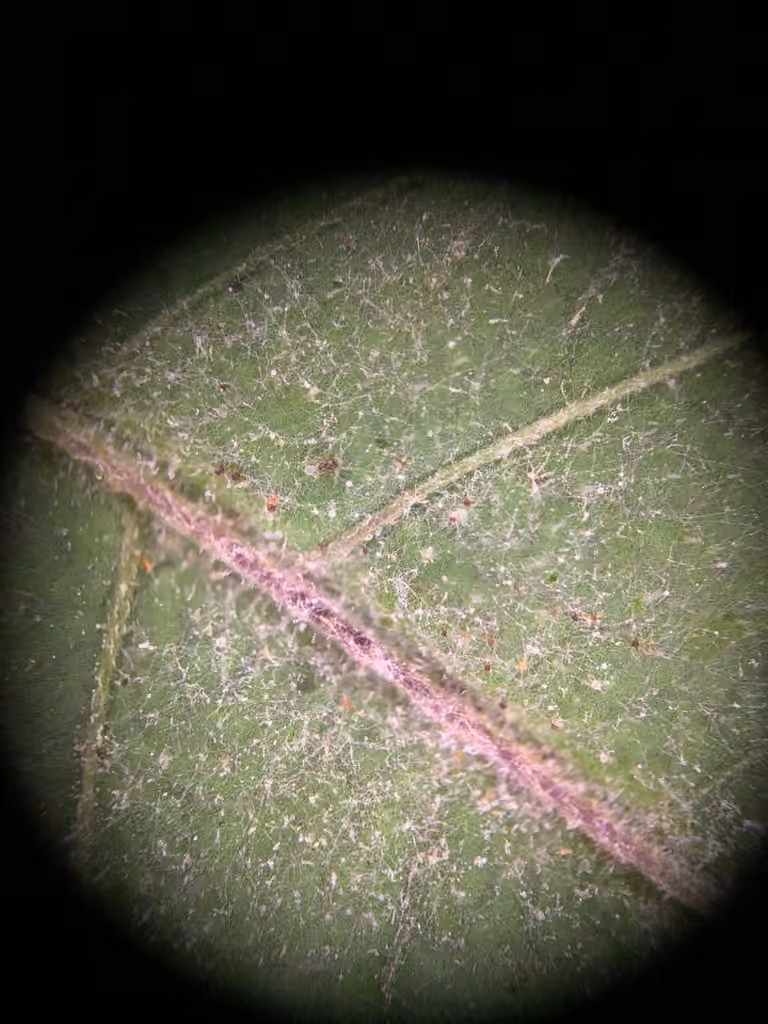 Podosphaera bidenticola, photo 2 sur 5