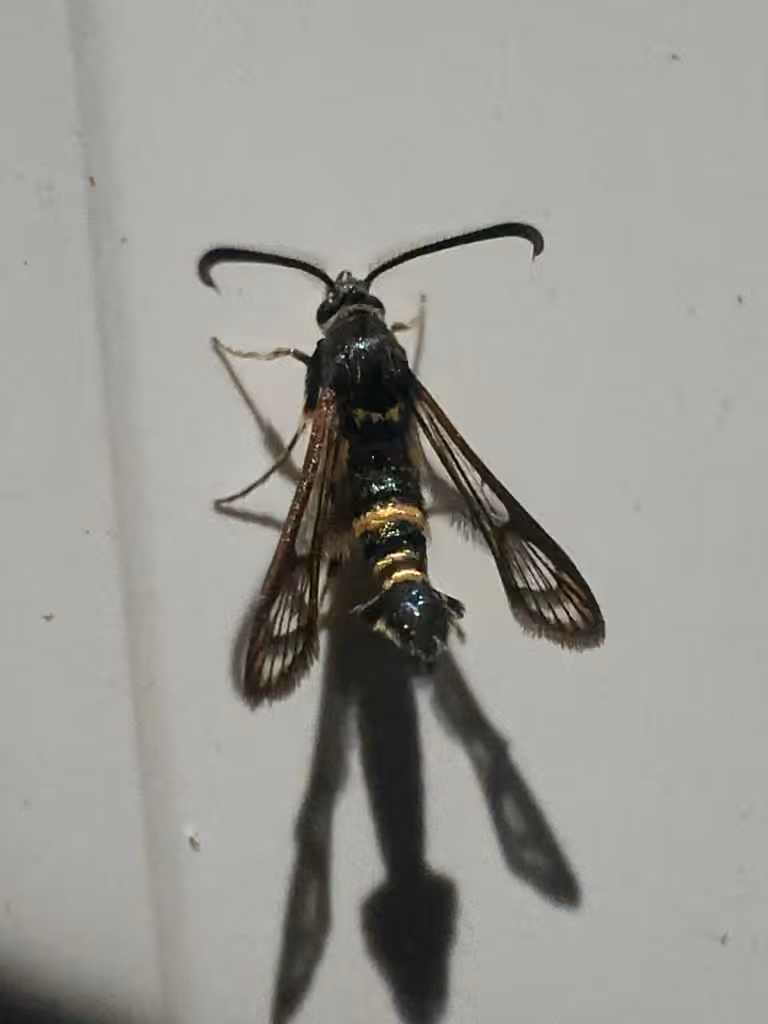 Oak Gall Borer Moth, Male
