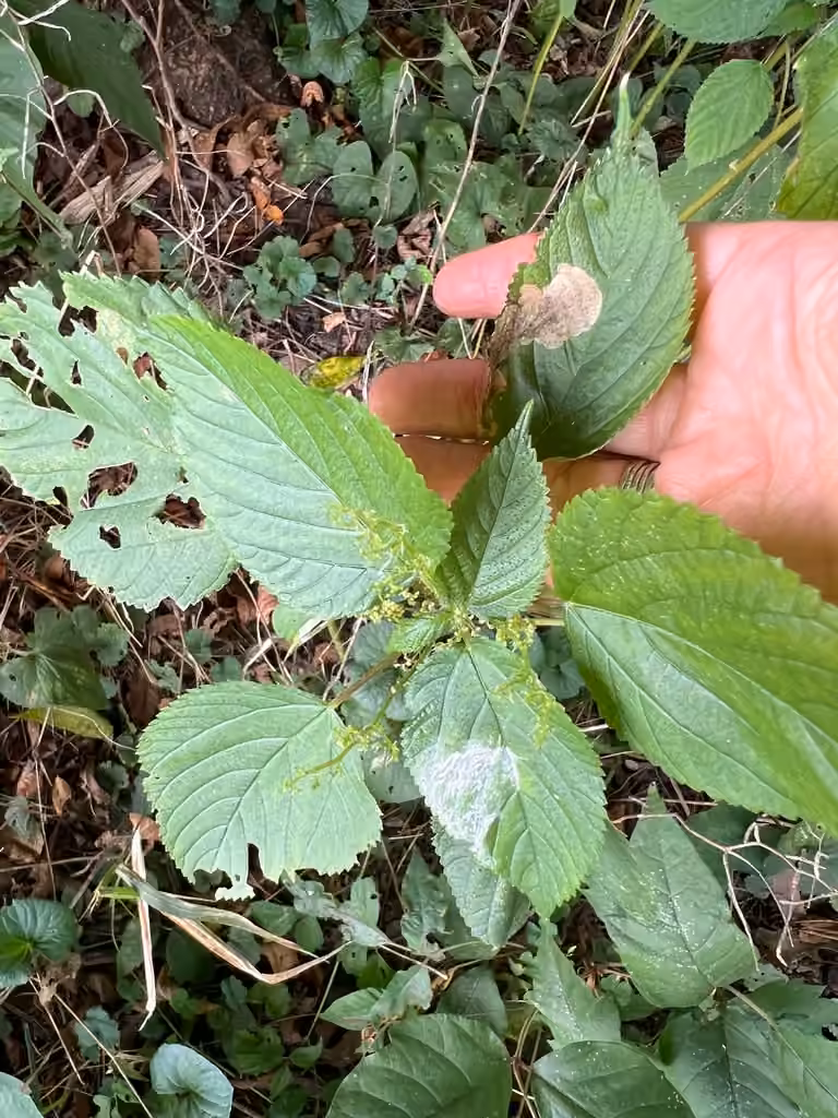 Casside rosée, Larve