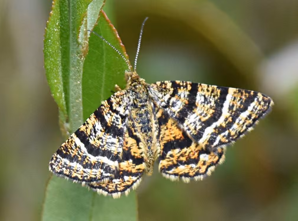 Black-banded Orange Moth, photo 1 sur 5