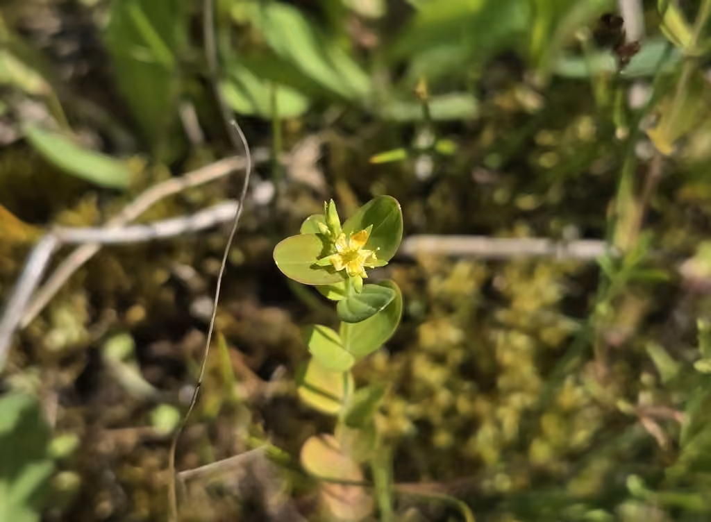 Millepertuis boréal, En fleurs