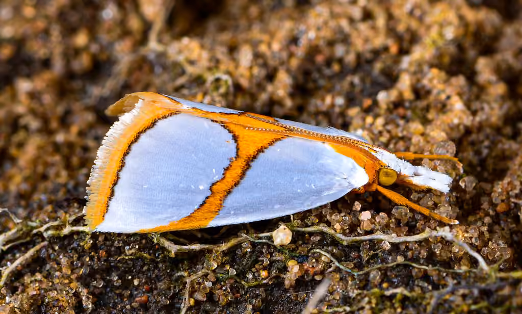 Curved-lined Vaxi Moth, Adult