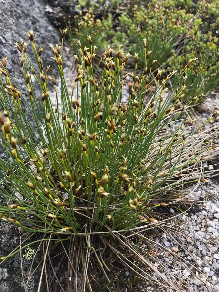 Trichophore cespiteux