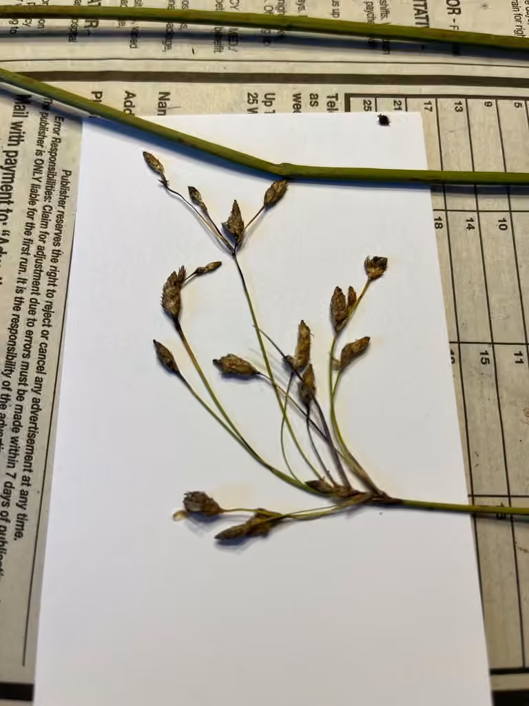 Pale great bulrush, In fruit