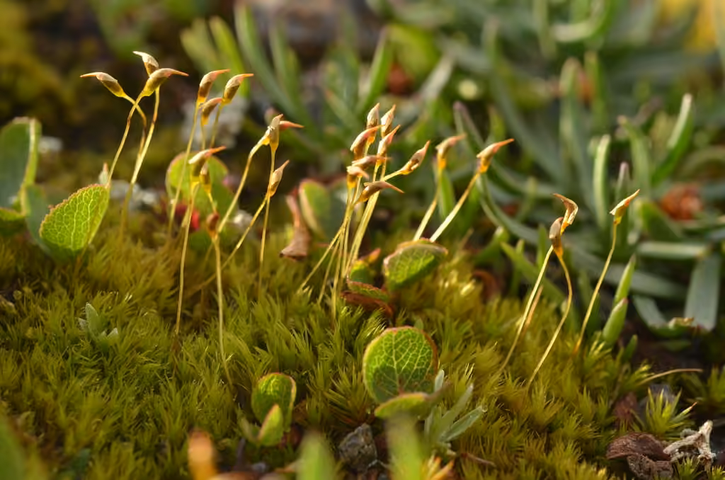 Faux-dicrane alpin, photo 2 sur 5