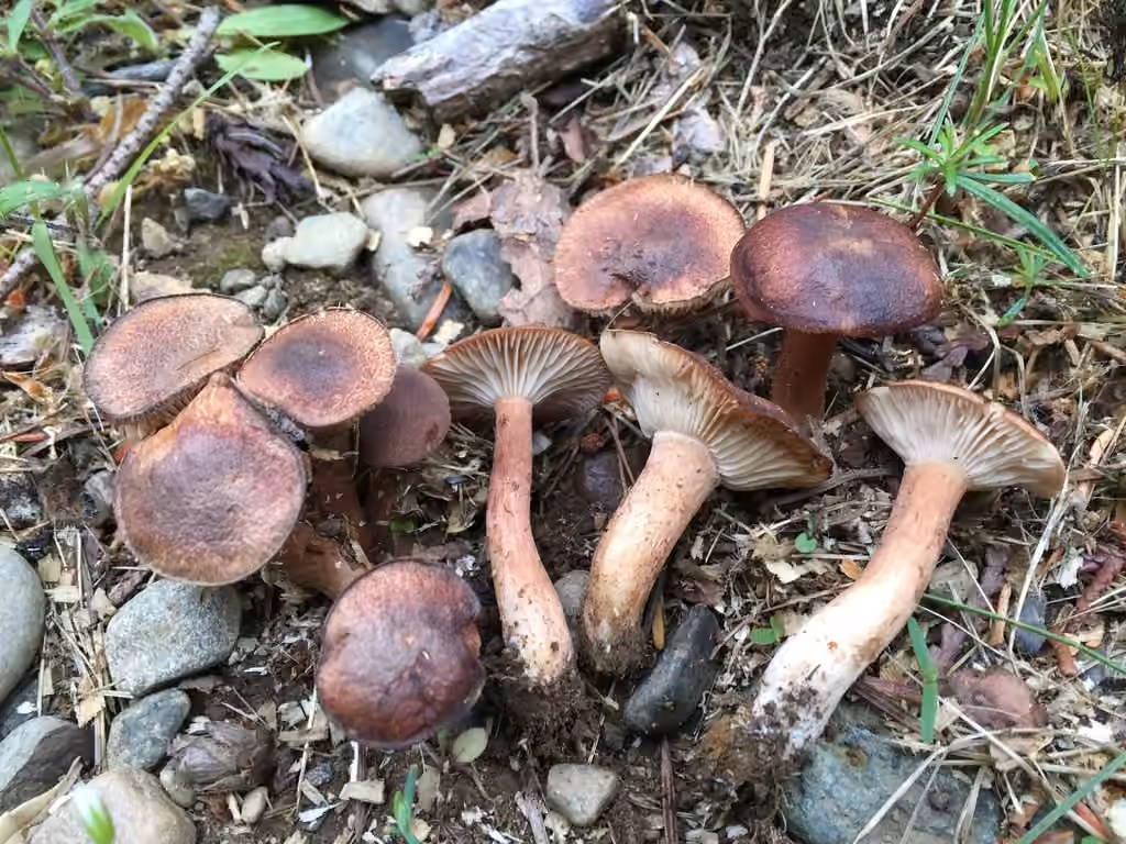 Clitocybe terre cuite, photo 2 sur 5